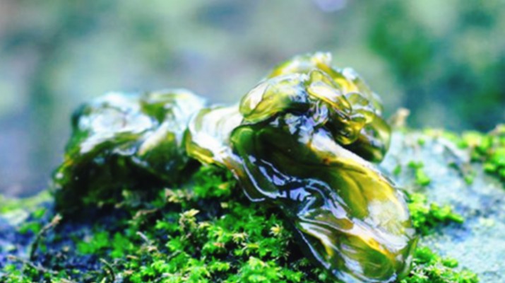 享游渭河源丨舌尖上的渭河源，野菜飄香的春日盛宴