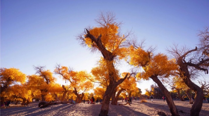 踏歌而行，文旅融合綻芳華——甘肅文旅產(chǎn)業(yè)集團六年發(fā)展紀實
